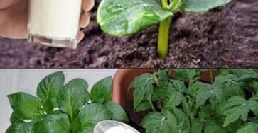 bicarbonato di sodio giardino