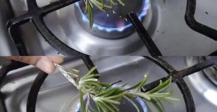 candela al rosmarino risultati