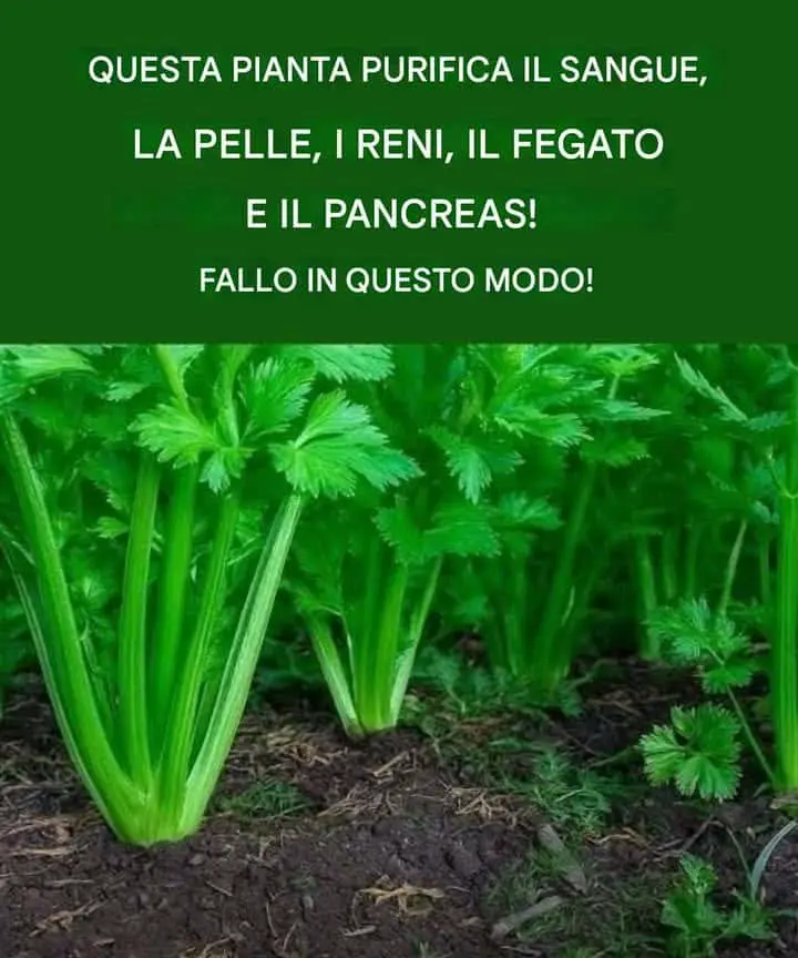 cervello e digestione piante