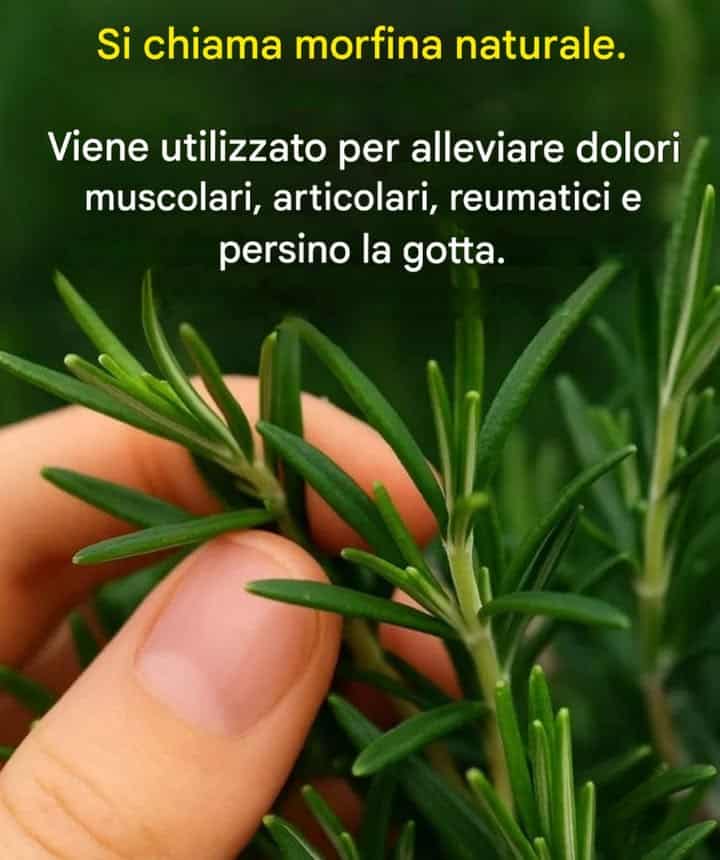 coltivare pianta in casa
