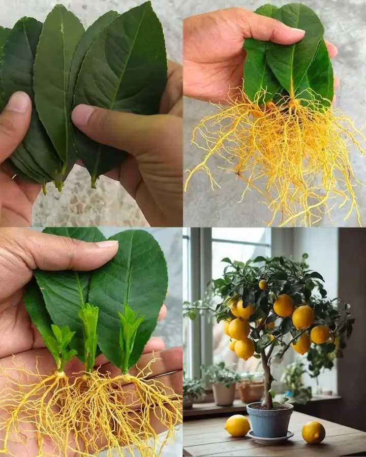 come coltivare limoni