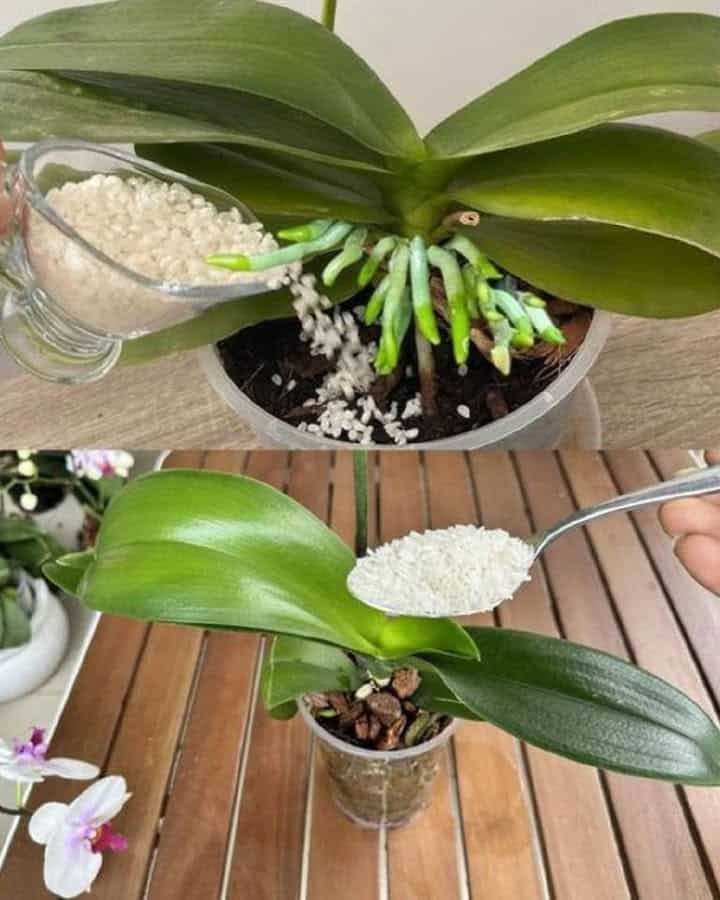 concimate l’orchidea fiorisca