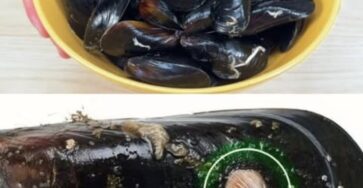 cozze fresche consigli