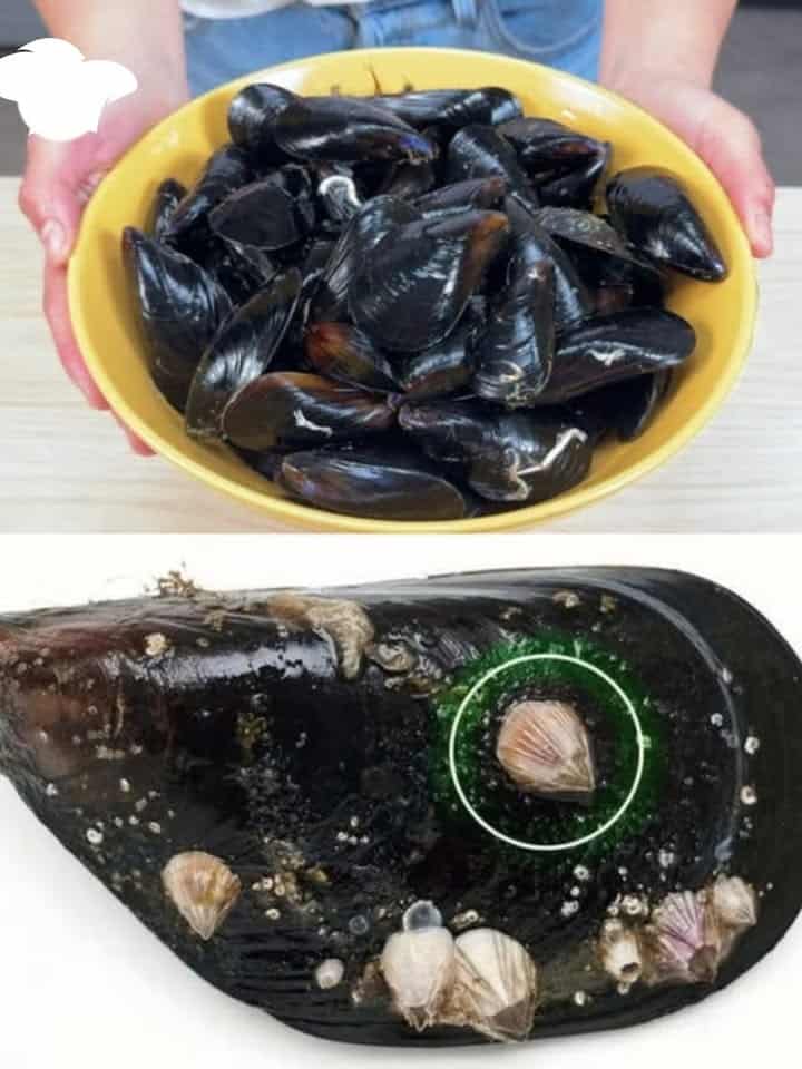 cozze fresche consigli