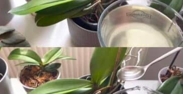 cucchiaio d'acqua orchidee