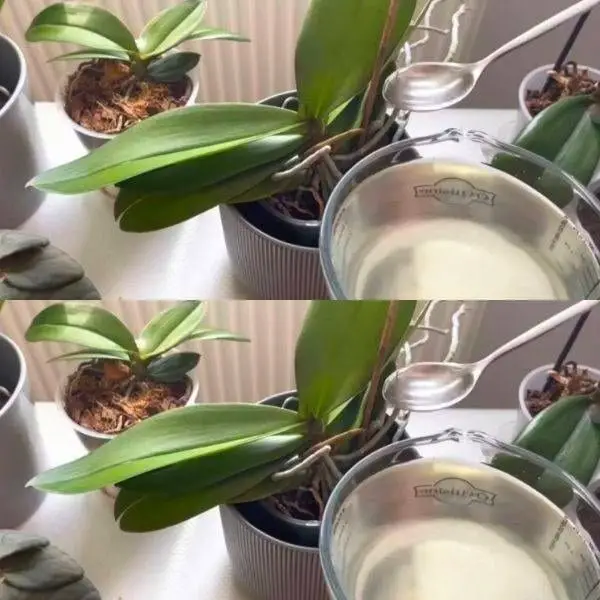 cucchiaio d'acqua orchidee