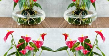 cura anthurium casa lungo