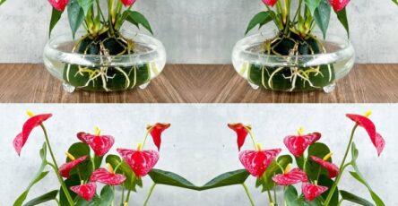 cura anthurium casa lungo