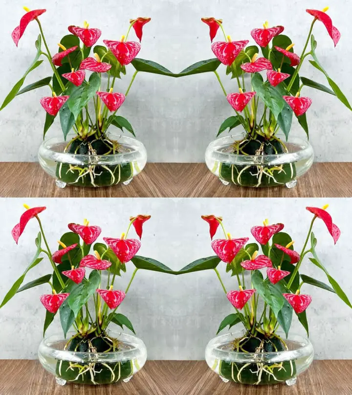 cura anthurium casa lungo