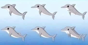 delfini individuare nell’immagine