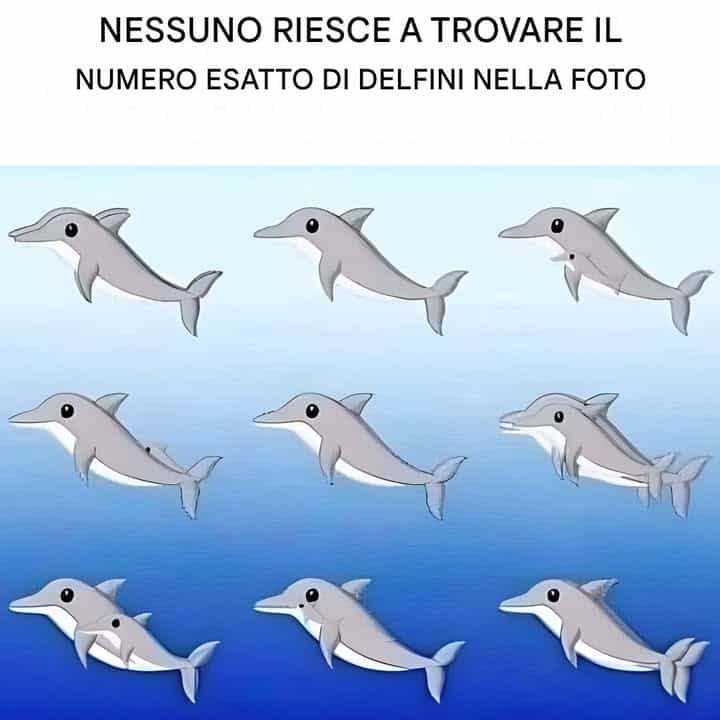 delfini individuare nell’immagine