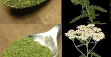 erba da cucina selvaggia
