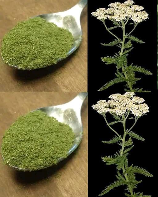 erba da cucina selvaggia
