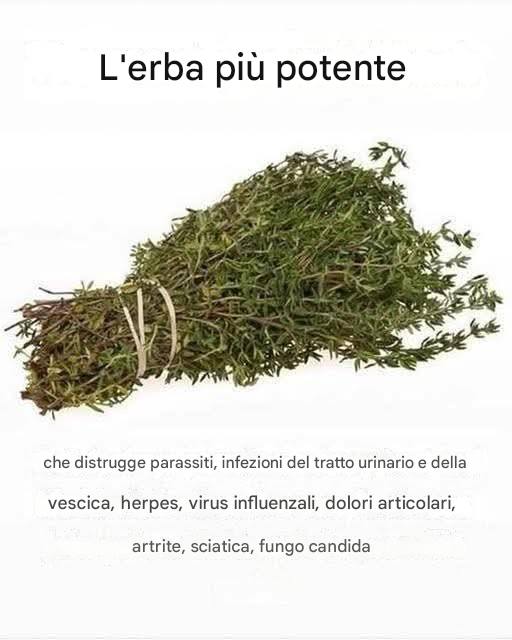erba forte distrugge virus