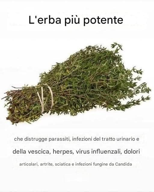 erba forte parassiti infezioni