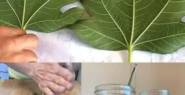 fichi curare diabete naturalmente