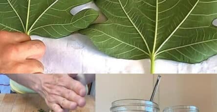 fichi curare diabete naturalmente