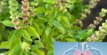 fiori di basilico