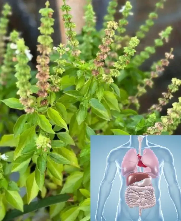 fiori di basilico
