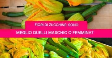 fiori di zucca maschi