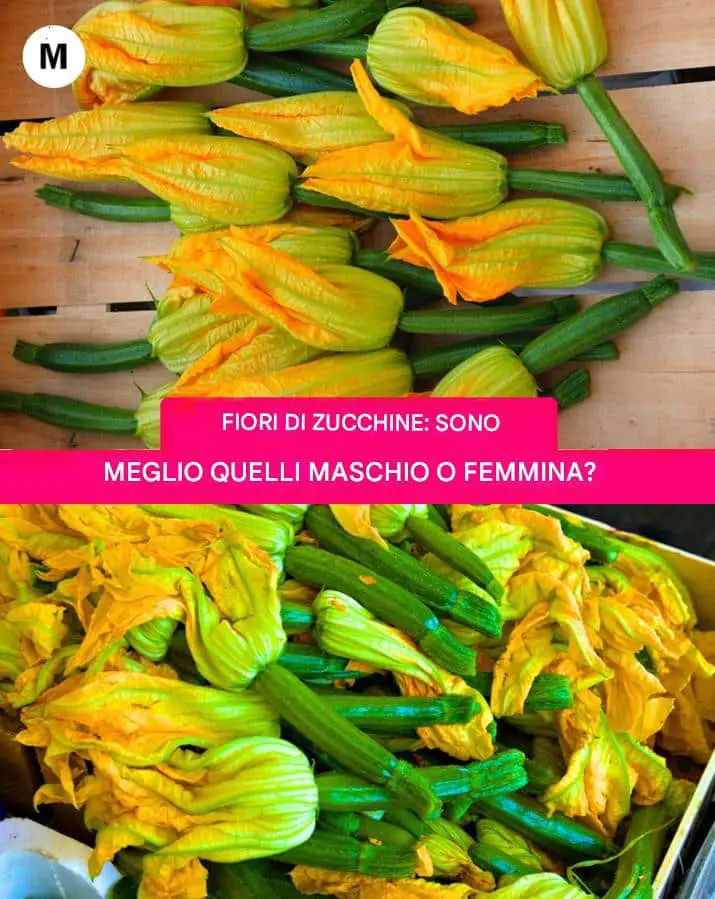 fiori di zucca maschi