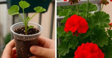 fiori infiniti da stelo