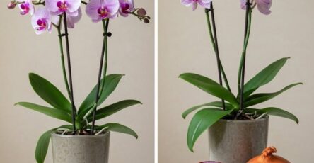 fiori orchidee rami produzione