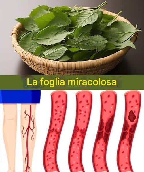 foglia diabete pressione sangue