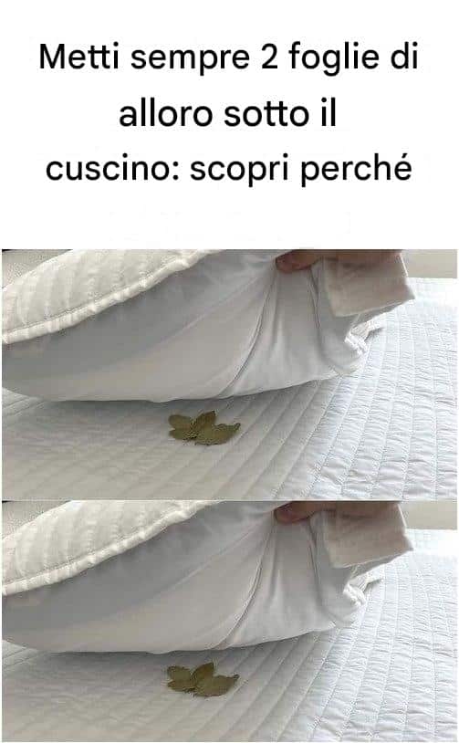 foglie di alloro cuscino