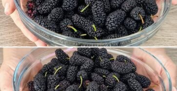 frutto dimenticato