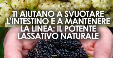 frutto dimenticato fortuna