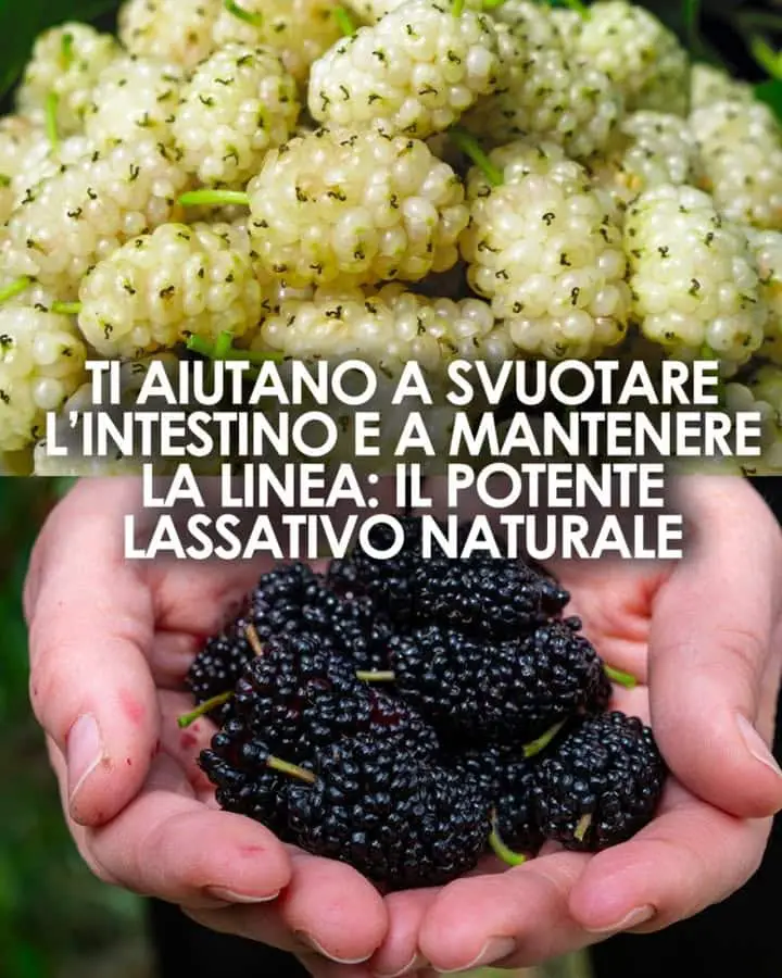 frutto dimenticato fortuna