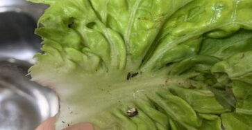 insalata traccie denuncia