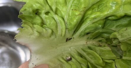 insalata traccie denuncia