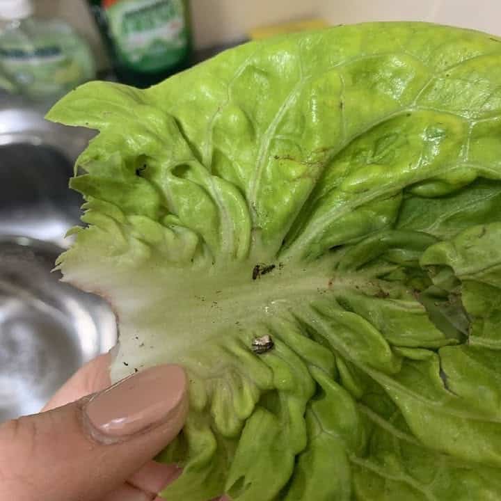 insalata traccie denuncia