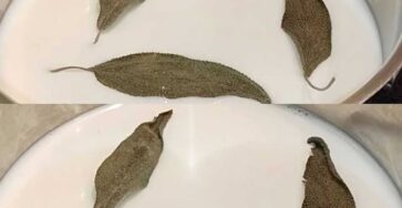 latte di alloro