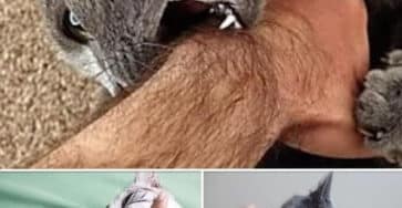 mordere gatto significato sorpresa