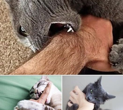 mordere gatto significato sorpresa