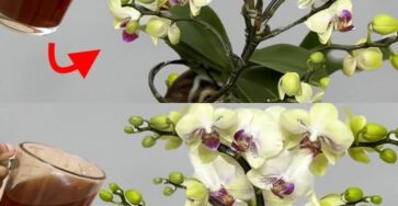 non annaffiare orchidee fioriture
