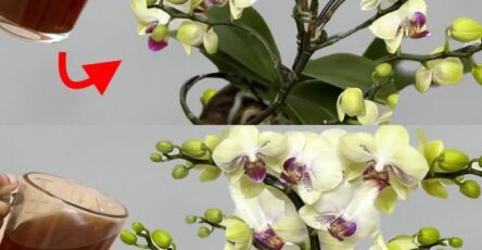 non annaffiare orchidee fioriture