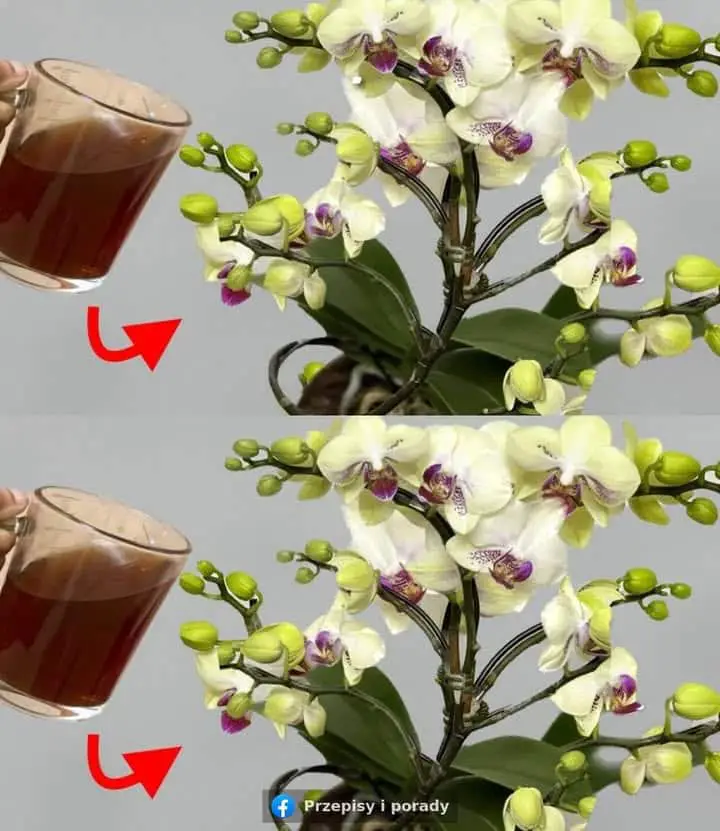 orchidee senza acqua