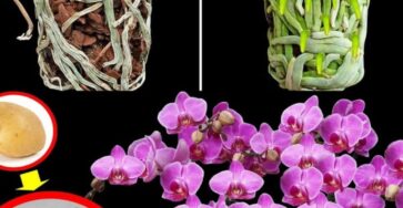 orchidee trucchi cura fiori