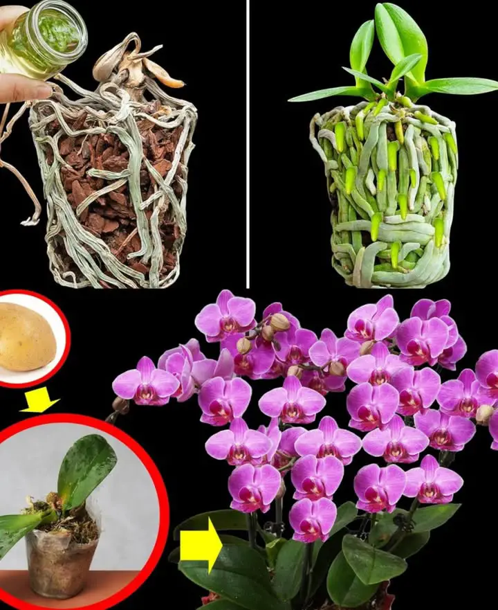 orchidee trucchi cura fiori