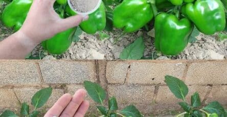 peperoni giardino coltivazione segreti