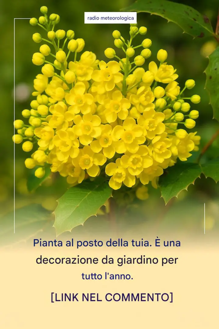 pianta al posto della tuia