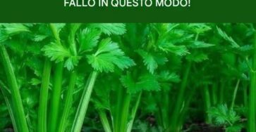 pianta cervello digestione