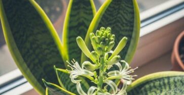 pianta serpente fiorire consigli