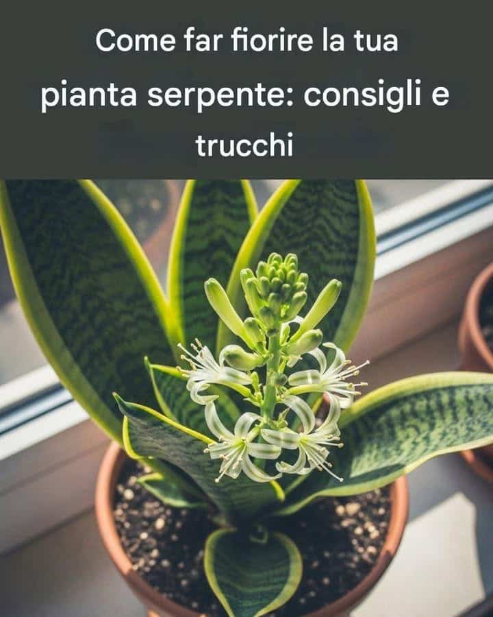 pianta serpente fiorire consigli