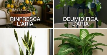 piante da interno umidità