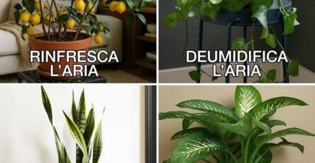 piante da interno umidità